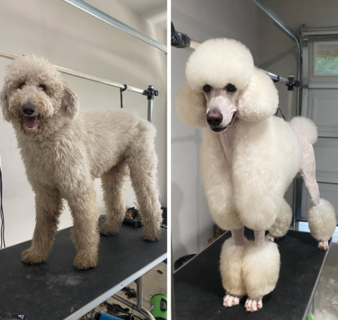 Mochi before and after
