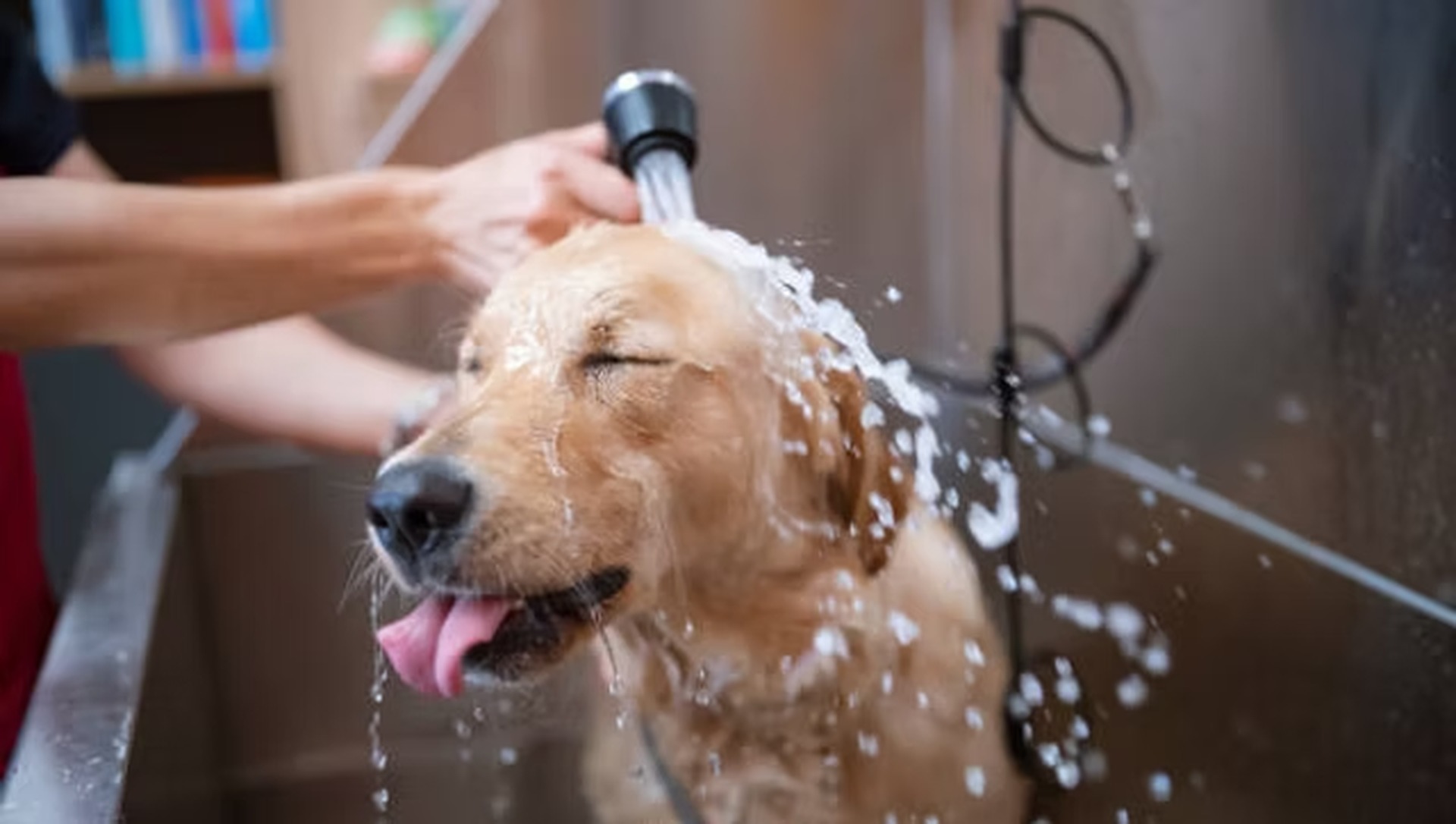 A happy dog being gently washed during a calm spa experience