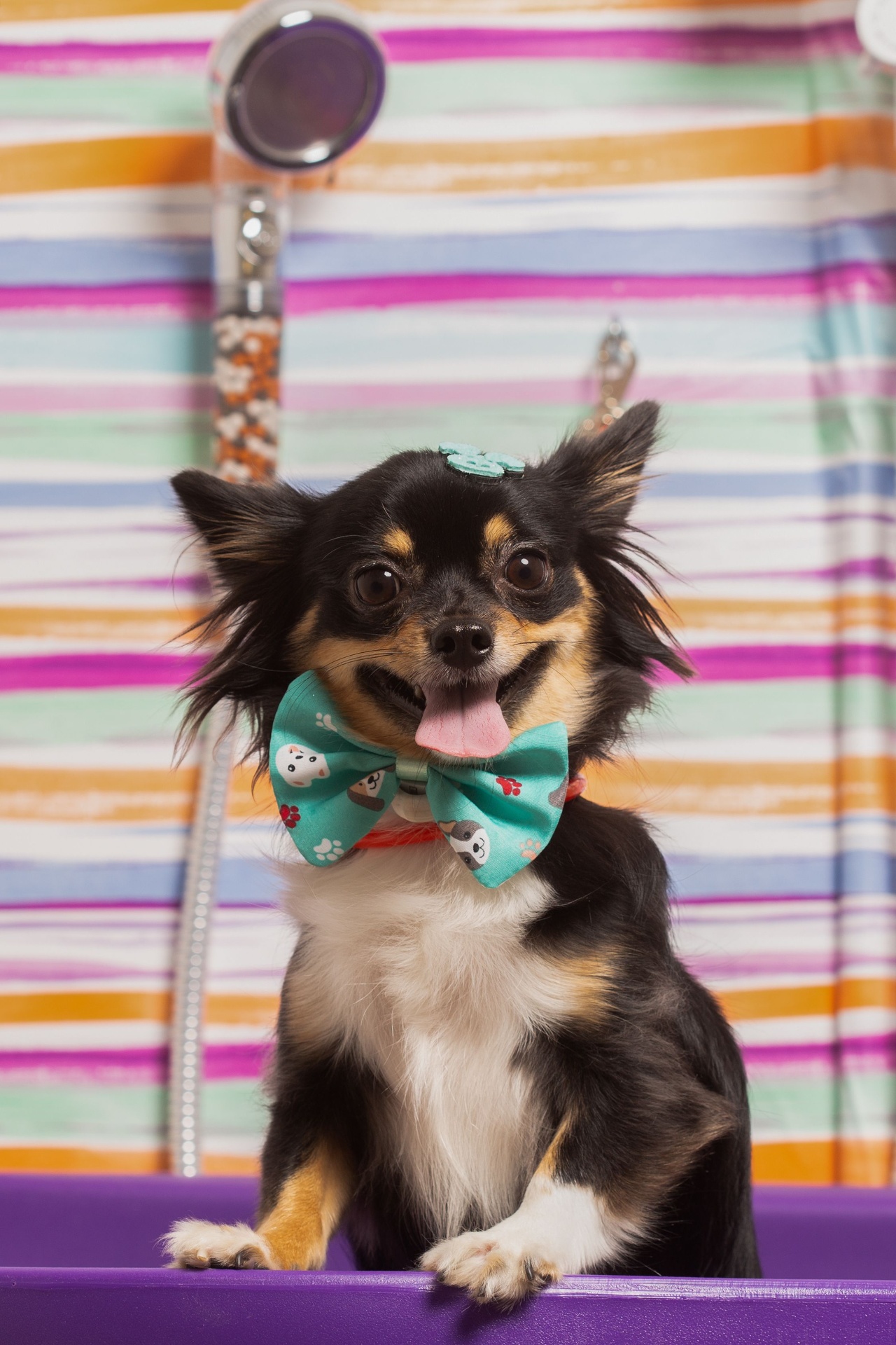 Bella, a happy grooming client