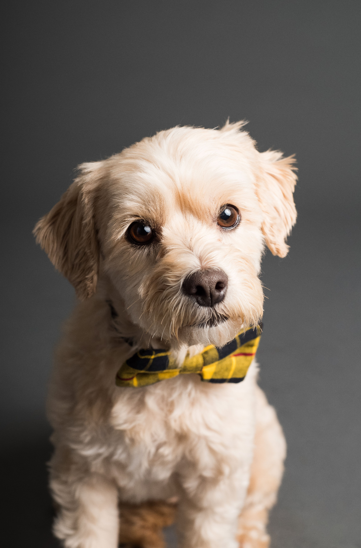 Coco, a happy grooming client