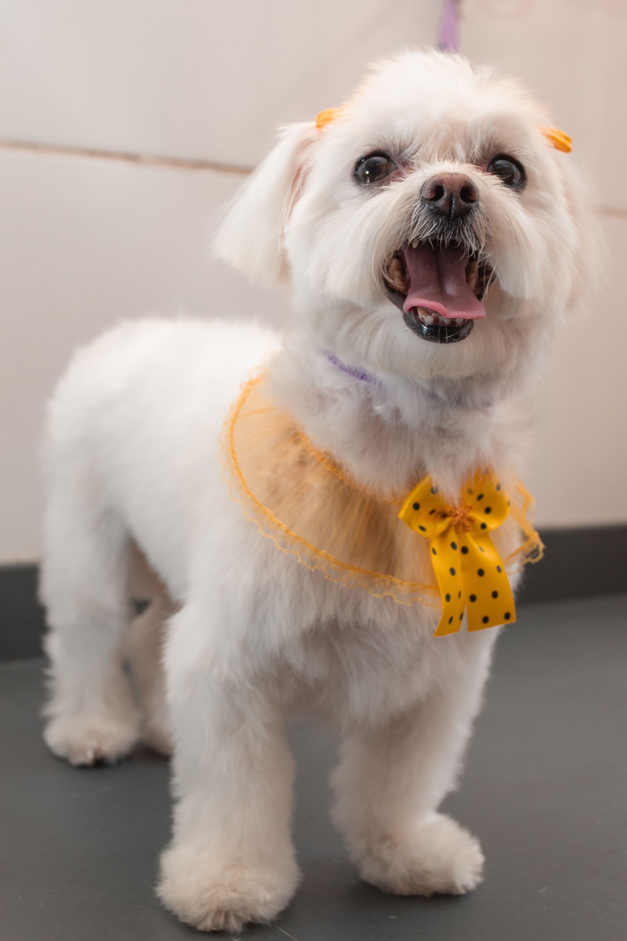 Milo, a happy grooming client