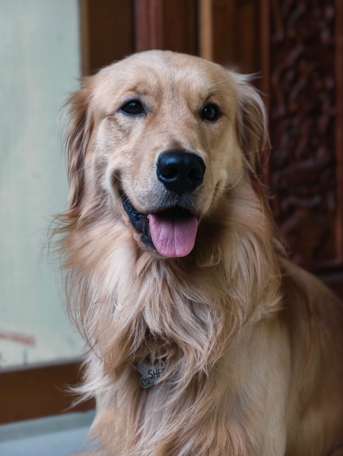 Max, a happy grooming client