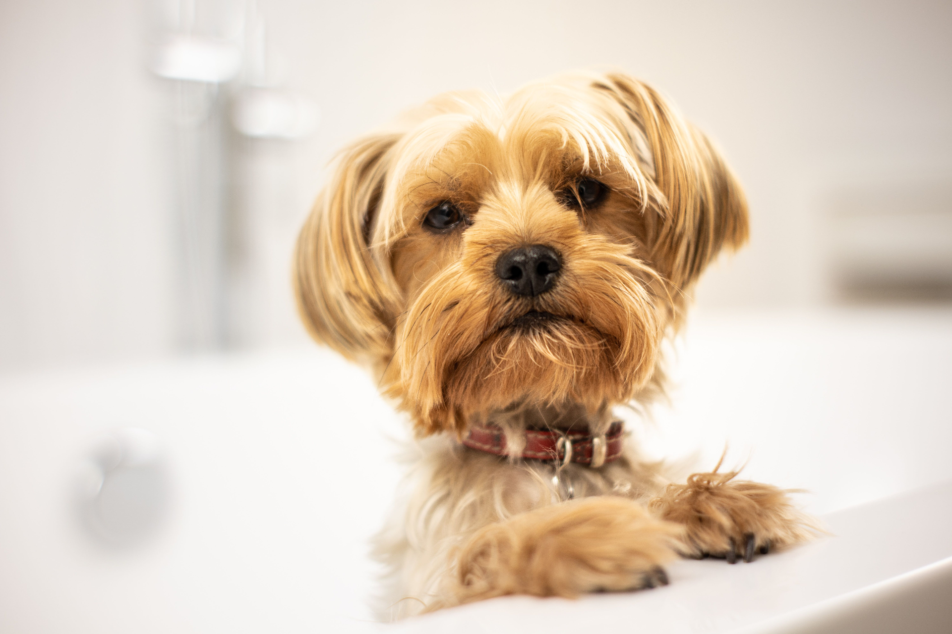 A small tan and white dog with a red collar resting in a grooming tub