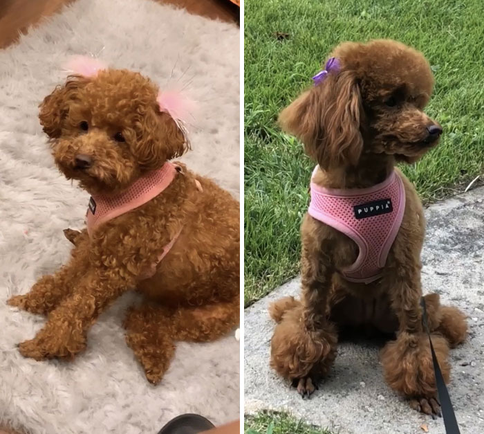 Oliver before and after