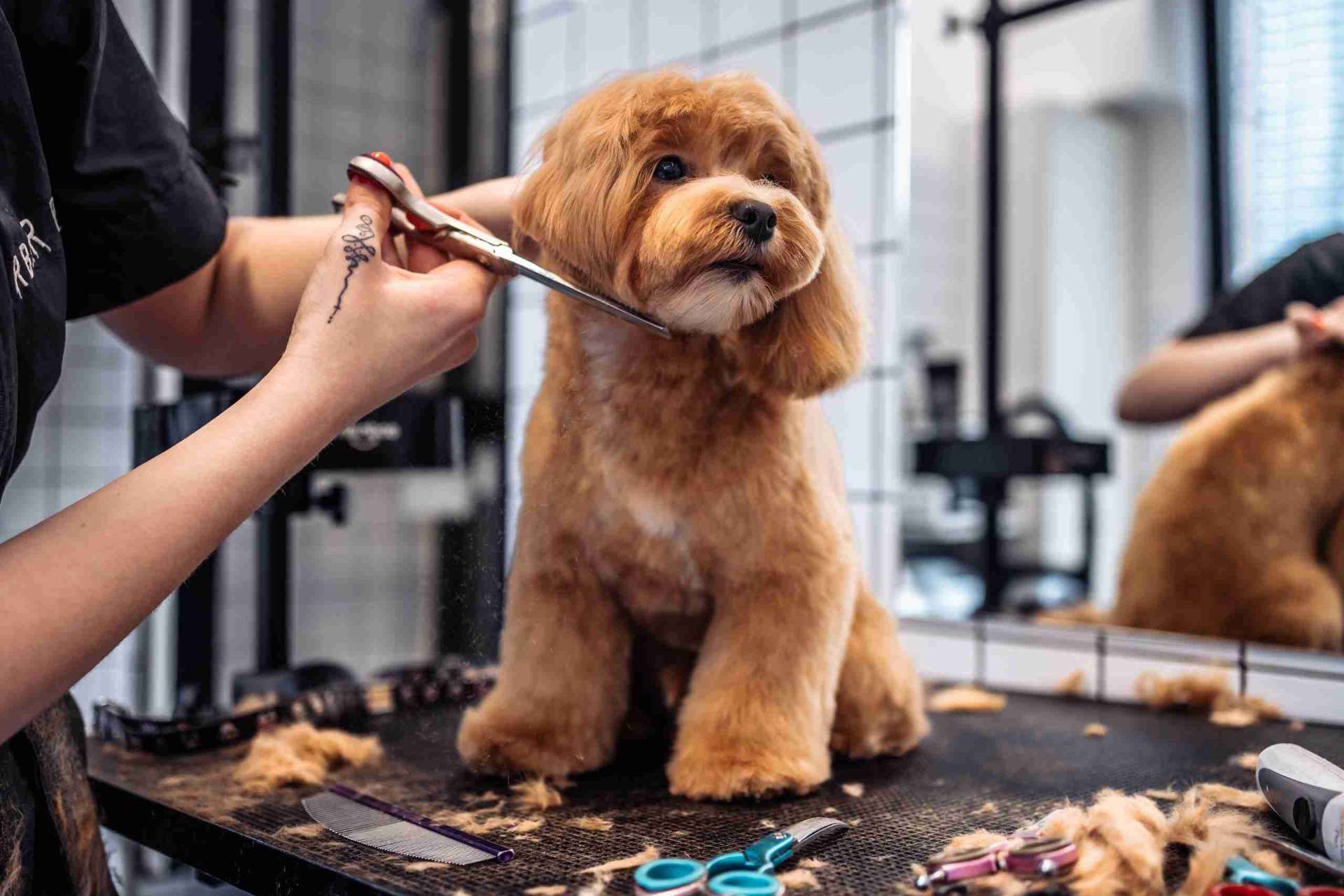 Perfect Paws Instagram post