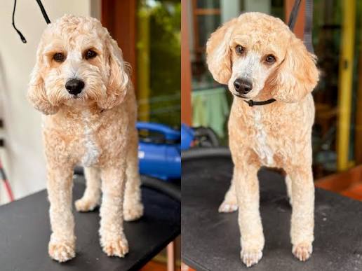 Bruno before and after