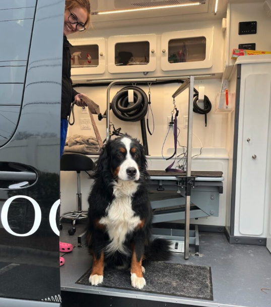 Bernese Mountain Dog sitting inside a Perfect Paws mobile grooming van