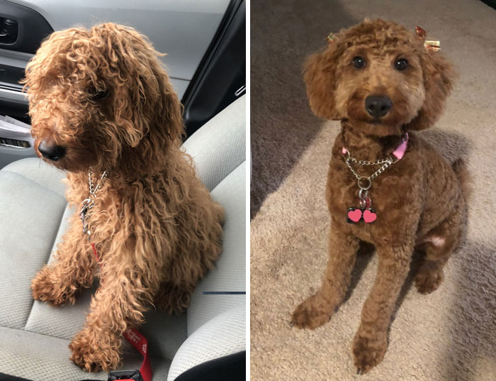 Bella before and after