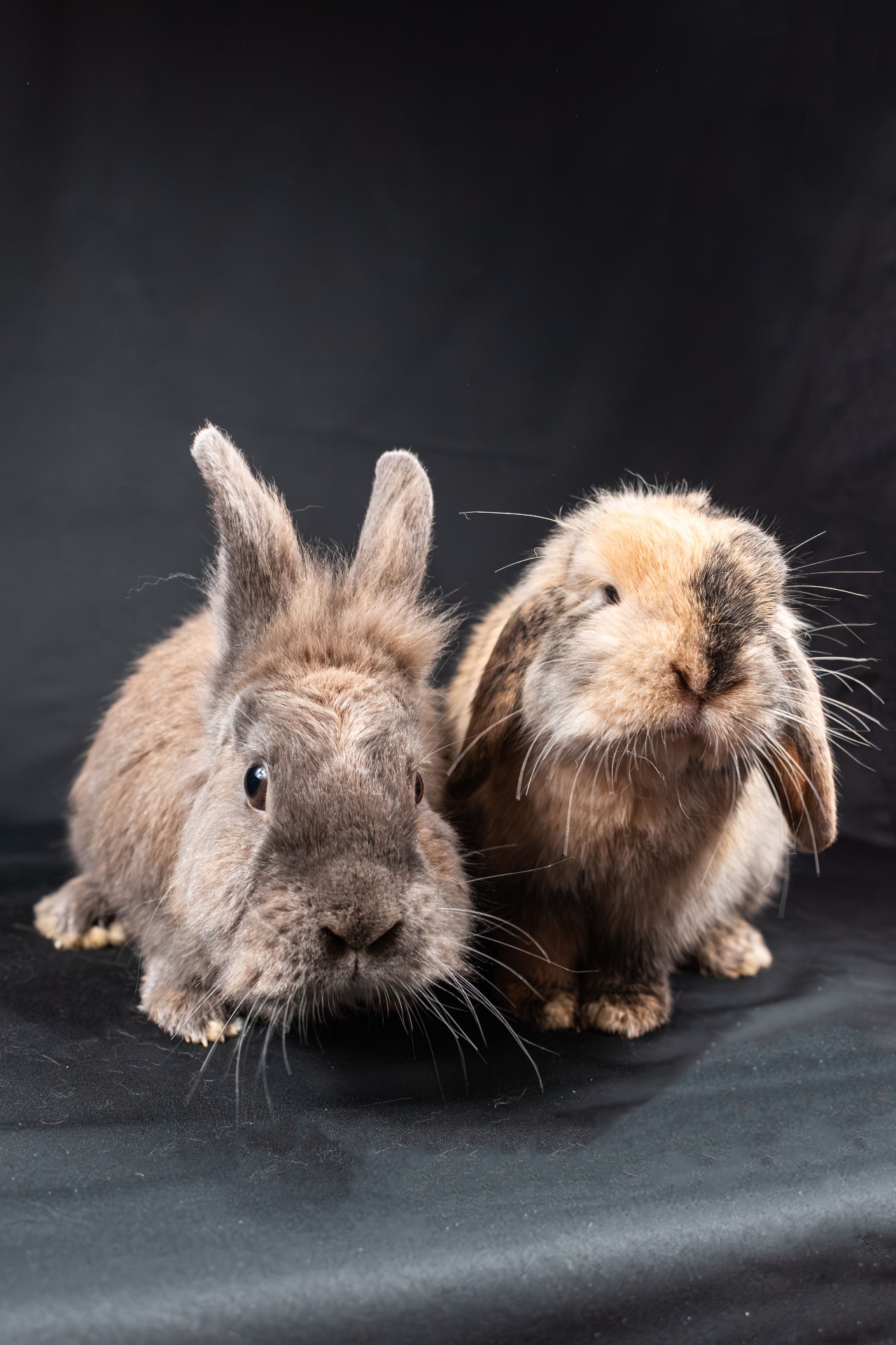 Two fluffy lop-eared rabbits