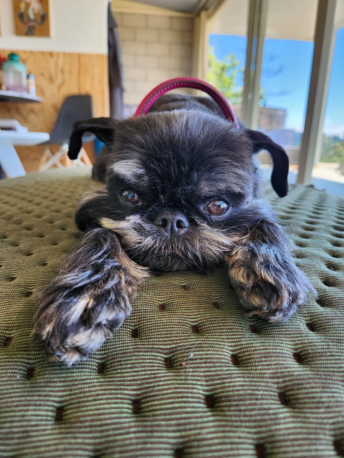 A relaxed pug with big, soulful eyes resting on a cushion