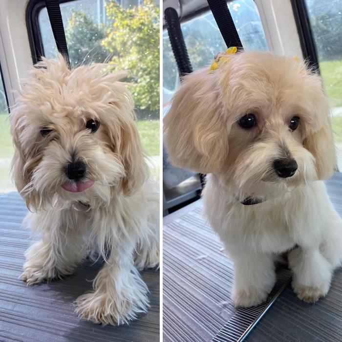 Rocky before and after
