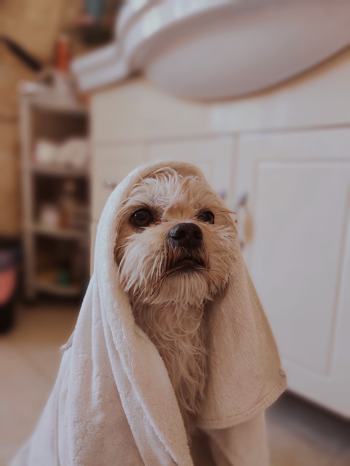 Shampoo / Moisturize