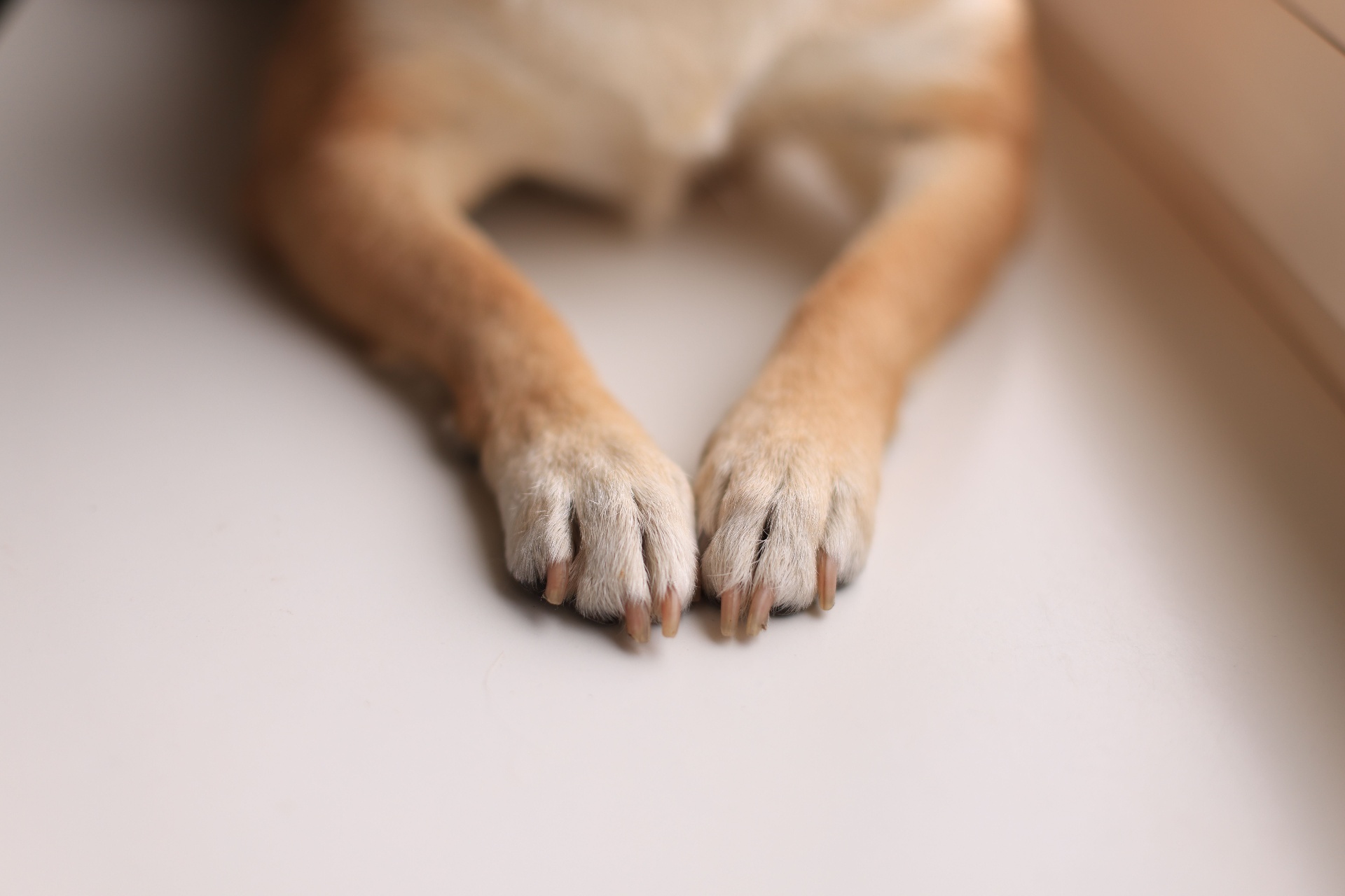 Nail Clipping