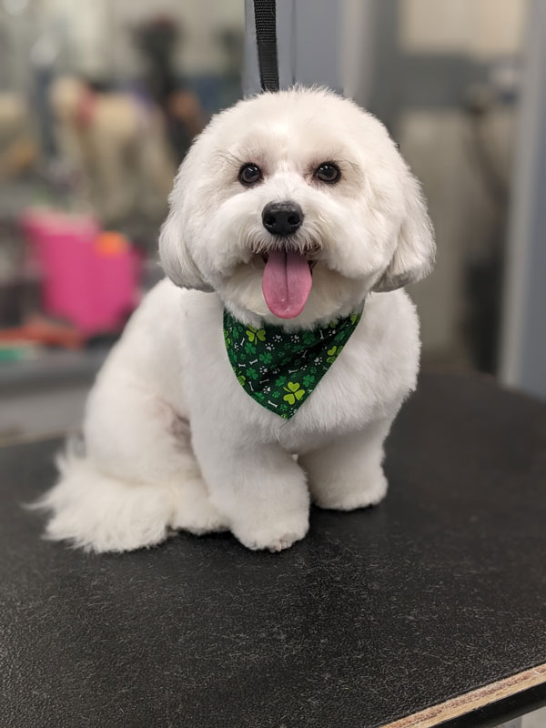 Perfect Paws Instagram post