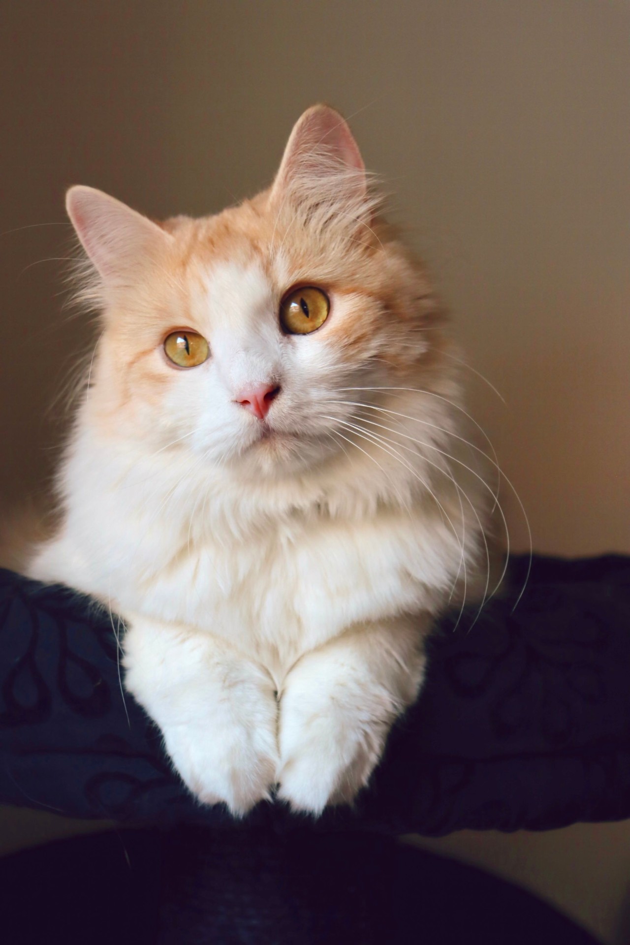 A fluffy cream-and-white long-haired cat