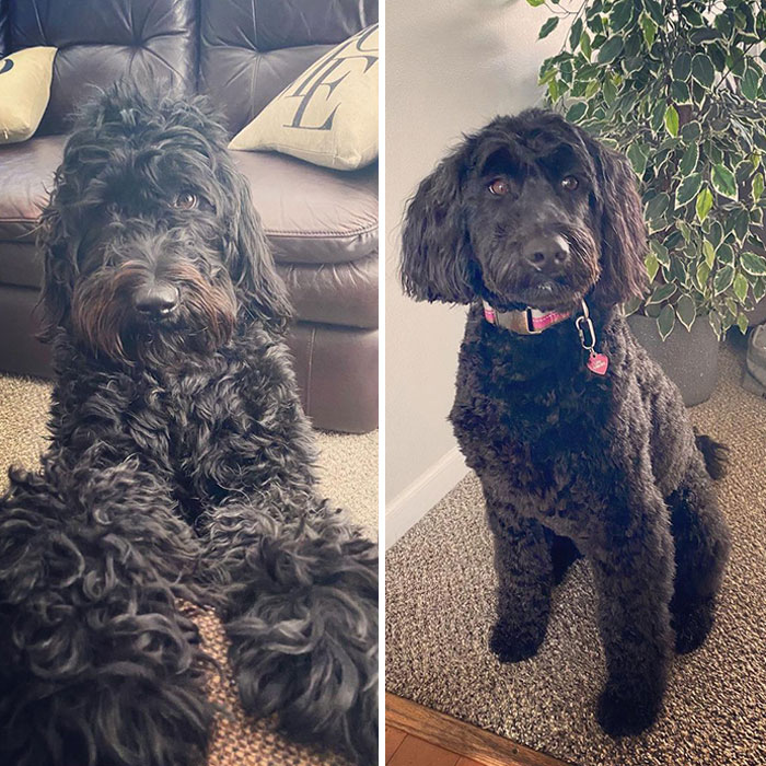 Daisy before and after