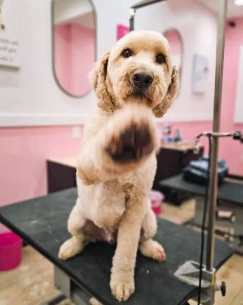Perfect Paws Instagram post
