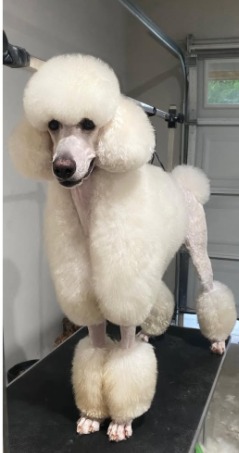 Mochi after grooming